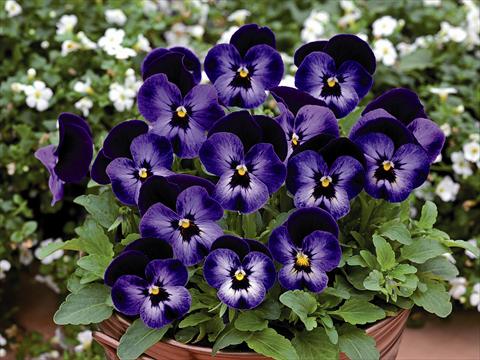 photo of flower to be used as: Pot and bedding Viola cornuta Lady Violetto Blu