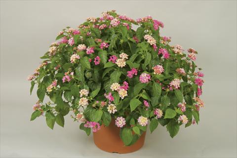 photo of flower to be used as: Pot and bedding Lantana camara Bandana® Pink