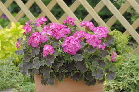 photo of flower to be used as: Pot, bedding, patio Pelargonium x hortorum F.1 Black Velvet Rose F1