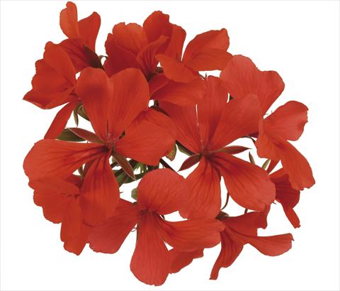 photo of flower to be used as: Pot, patio, basket Pelargonium peltatum Grand Idols® Orange
