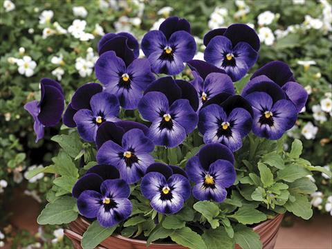 photo of flower to be used as: Pot and bedding Viola cornuta Penny Denim Jump Up