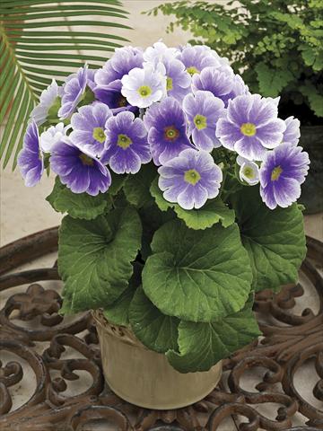 photo of flower to be used as: Pot Primula obconica Libre Blu Bicolor