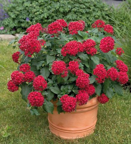 photo of flower to be used as: Pot and bedding Pentas lanceolata Kaleidoscope Deep Red