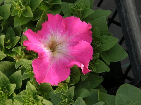 photo of flower to be used as: Pot, bedding, patio, basket Petunia x hybrida Compatta Rose Morn