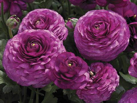 photo of flower to be used as: Pot and bedding Ranunculus asiaticus Maché Purple