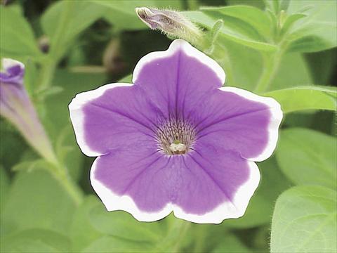 photo of flower to be used as: Pot, bedding, patio, basket Petunia Happy Michal