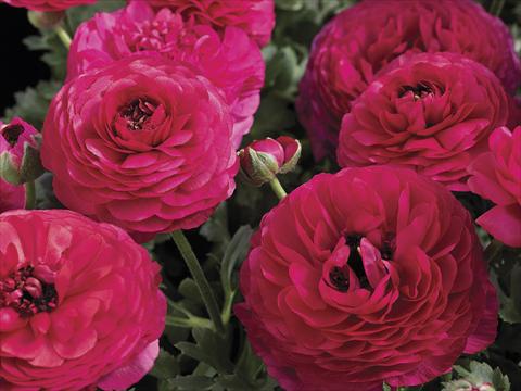 photo of flower to be used as: Pot and bedding Ranunculus asiaticus Maché Rose