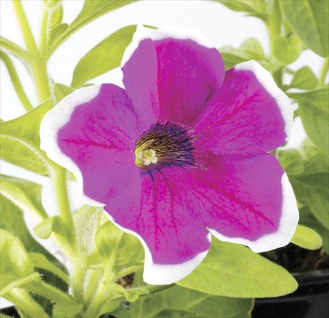 photo of flower to be used as: Pot, bedding, patio, basket Petunia Happy Sofia
