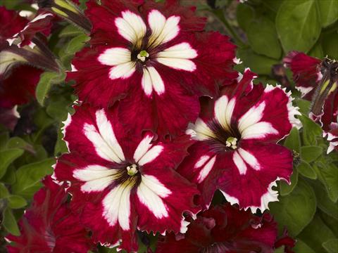 photo of flower to be used as: Pot, bedding, patio, basket Petunia x hybrida Can Can Harlequin Burgundy