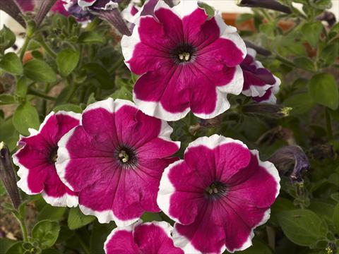 photo of flower to be used as: Pot, bedding, patio, basket Petunia x hybrida Can Can Picotee Velvet
