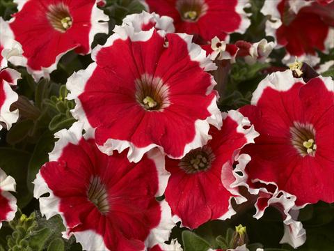 photo of flower to be used as: Pot and bedding Petunia x hybrida Kaliffo Picotee Cherry Rose