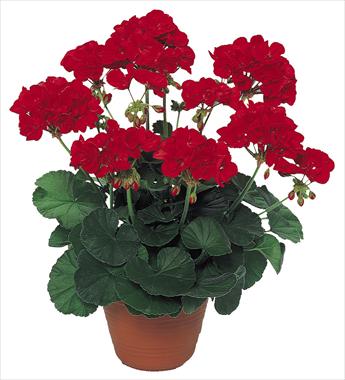 photo of flower to be used as: Patio, pot Pelargonium peltatum pac® Scarletit