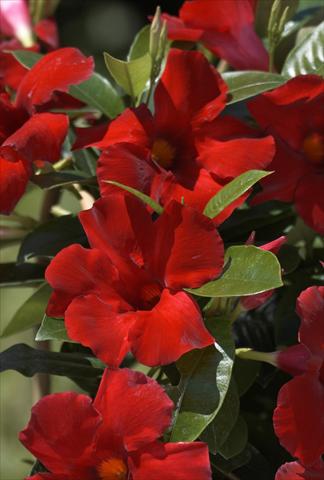 photo of flower to be used as: Pot, patio, basket Dipladenia (Mandevilla) Sundaville® Crimson King