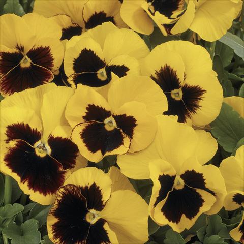 photo of flower to be used as: Pot and bedding Viola wittrockiana Mariposa Yellow Blotch