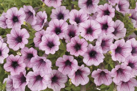 photo of flower to be used as: Pot, bedding, patio, basket Petunia x hybrida Littletunia Breezy Pink
