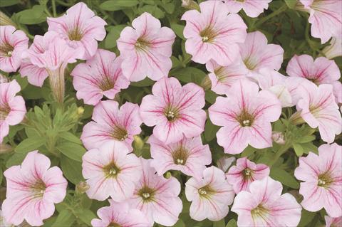 photo of flower to be used as: Pot, bedding, patio, basket Petunia x hybrida Littletunia Pink