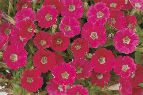 photo of flower to be used as: Pot, bedding, patio, basket Petunia x hybrida Littletunia Red