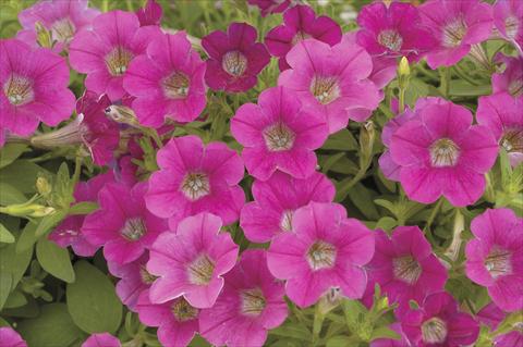 photo of flower to be used as: Pot, bedding, patio, basket Petunia x hybrida Littletunia Rose