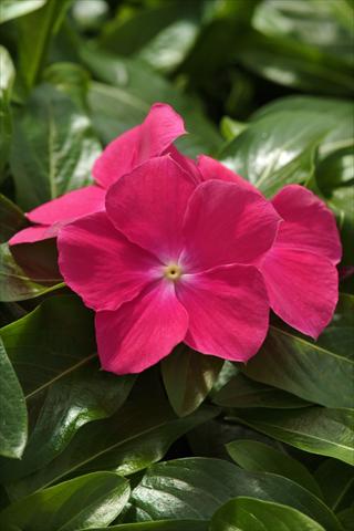 photo of flower to be used as: Basket / Pot Catharanthus roseus - Vinca Mediterranean Hot Rose XP