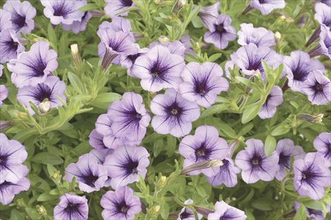 photo of flower to be used as: Pot, bedding, patio, basket Petunia x hybrida Littletunia Violet