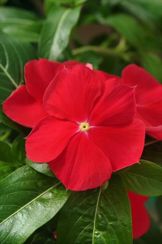photo of flower to be used as: Bedding pot or basket Catharanthus roseus - Vinca Mediterranean Red XP