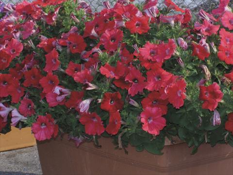 photo of flower to be used as: Pot, bedding, patio, basket Petunia x hybrida Red Ray
