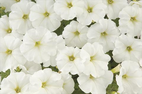 photo of flower to be used as: Pot, bedding, patio, basket Petunia x hybrida White Ray