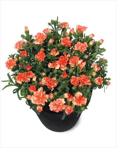 photo of flower to be used as: Pot Dianthus Mel