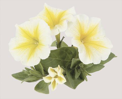 photo of flower to be used as: Pot, bedding, patio, basket Petunia x hybrida Sun Ray