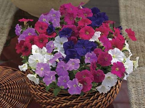 photo of flower to be used as: Pot, bedding, patio Petunia milliflora Piccobella F1 Mix