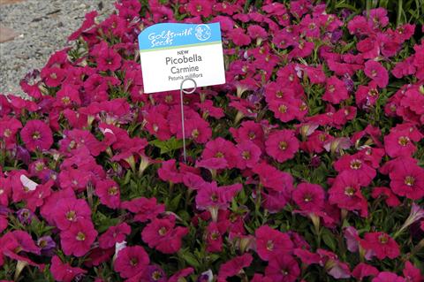 photo of flower to be used as: Pot and bedding Petunia milliflora Picobella Carmine
