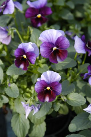 photo of flower to be used as: Pot, bedding, patio Viola cornuta Caramella Ruby Beacon