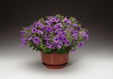 photo of flower to be used as: Pot and bedding Petunia pendula Sanguna® Lavender Vein