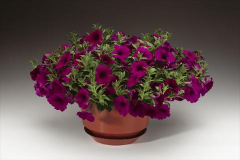 photo of flower to be used as: Pot, bedding, patio, basket Petunia pendula Sanguna® Purple