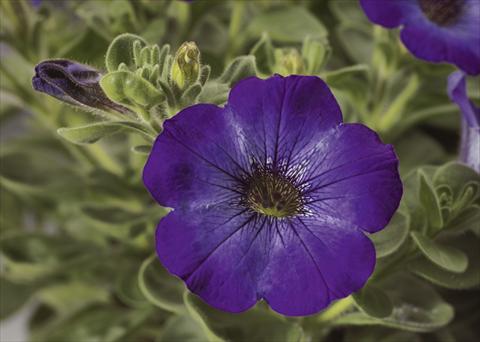 photo of flower to be used as: Pot, bedding, patio, basket Petunia pendula Sanguna® Atomic Blue