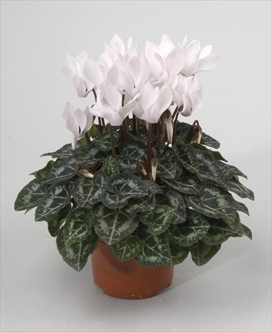 photo of flower to be used as: Pot and bedding Cyclamen persicum Miracle White Imp