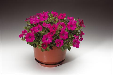 photo of flower to be used as: Pot, bedding, patio, basket Petunia pendula Sanguna® Lipstick
