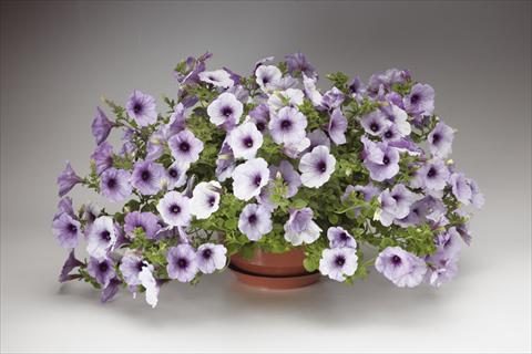 photo of flower to be used as: Pot, bedding, patio, basket Petunia pendula Sanguna® Blue Vein