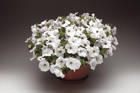 photo of flower to be used as: Pot, bedding, patio, basket Petunia pendula Sanguna® White Vein