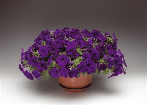 photo of flower to be used as: Pot, bedding, patio, basket Petunia pendula Sanguna® Cobalt Blue