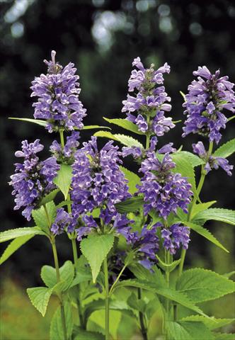 photo of flower to be used as: Bedding / border plant Nepeta subsessilis Blue Dreams