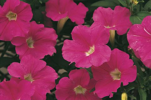 photo of flower to be used as: Pot, bedding, patio, basket Petunia x hybrida Whispers® Bright Pink