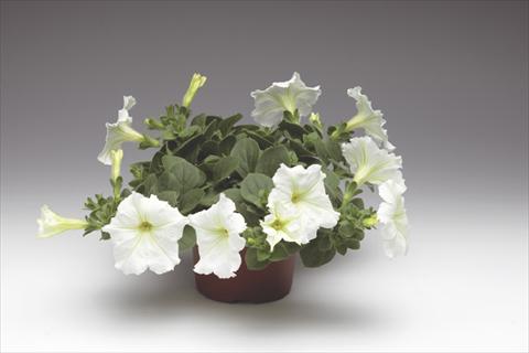 photo of flower to be used as: Pot, bedding, patio, basket Petunia pendula Sanguna® Vanilla