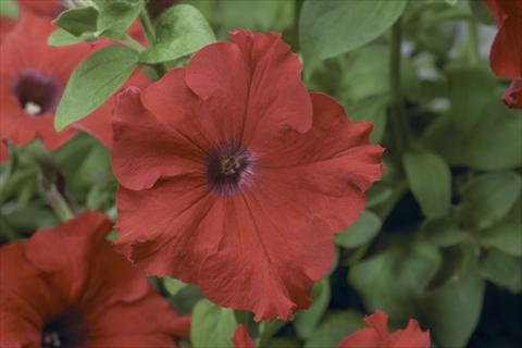 photo of flower to be used as: Pot, bedding, patio, basket Petunia pendula Sanguna® Red