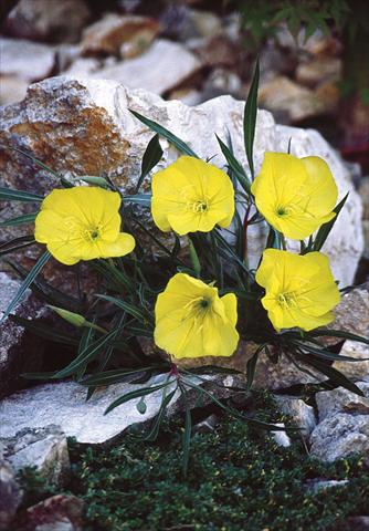 photo of flower to be used as: Bedding / border plant Oenothera macrocarpa Silver Wings