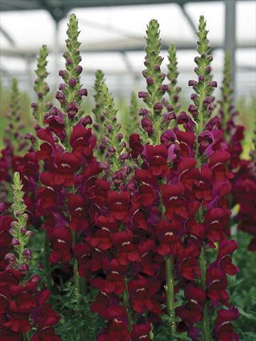 photo of flower to be used as: Pot and bedding Antirrhinum majus Opus Bright Red