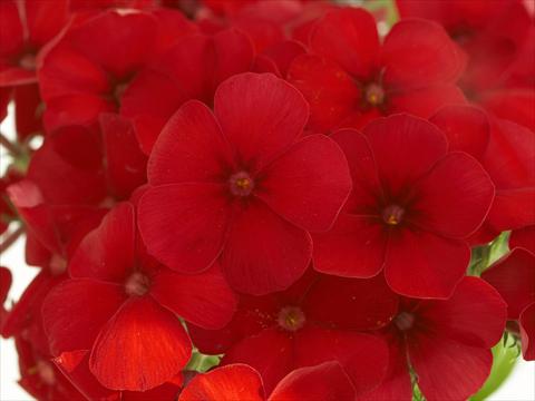 photo of flower to be used as: Pot and bedding Phlox Primavera Cherry Red