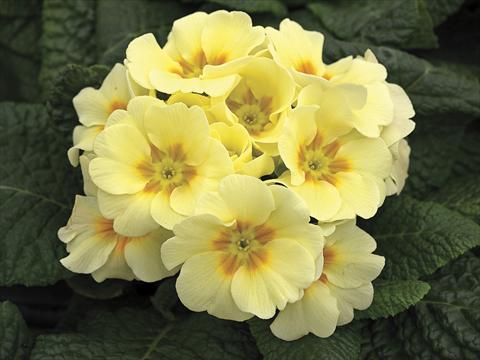 photo of flower to be used as: Pot, bedding, patio, basket Primula acaulis, veris, vulgaris Orion Light Yellow