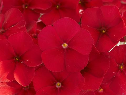 photo of flower to be used as: Pot and bedding Phlox Primavera Crimson