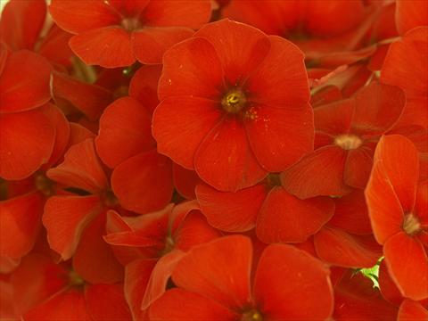 photo of flower to be used as: Pot and bedding Phlox Primavera Red